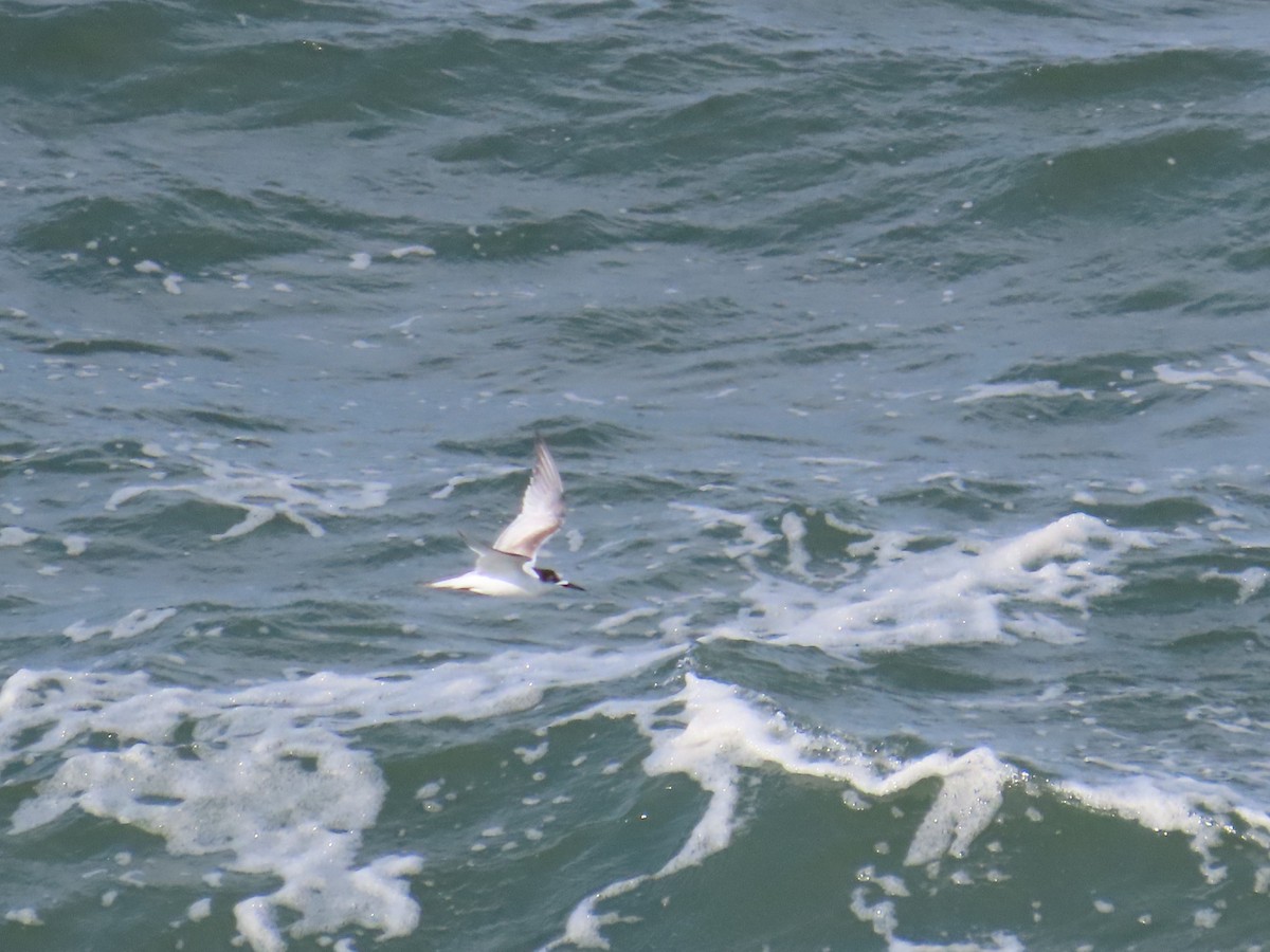 White-fronted Tern - ML620767630