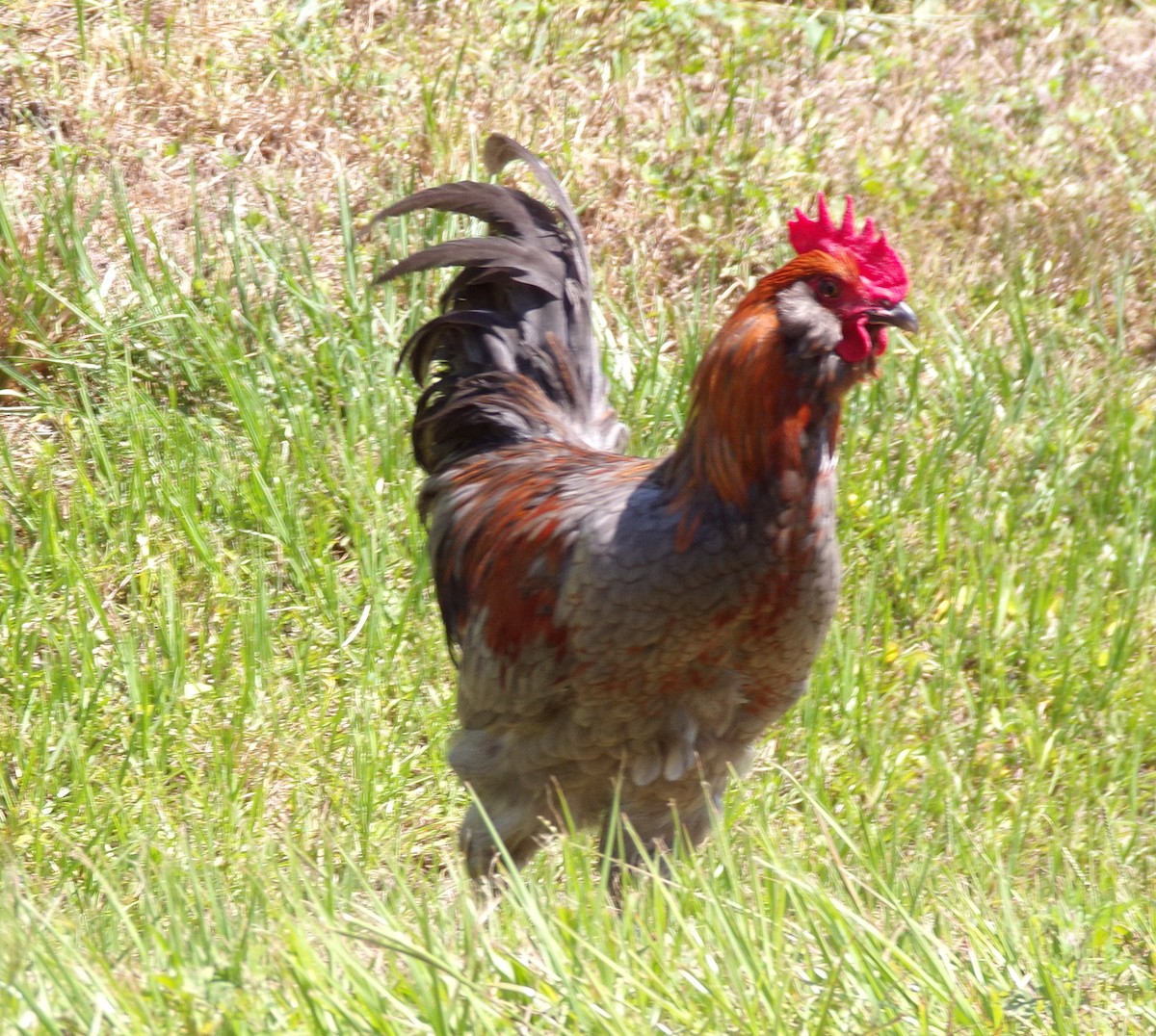 Red Junglefowl (Domestic type) - ML620767636