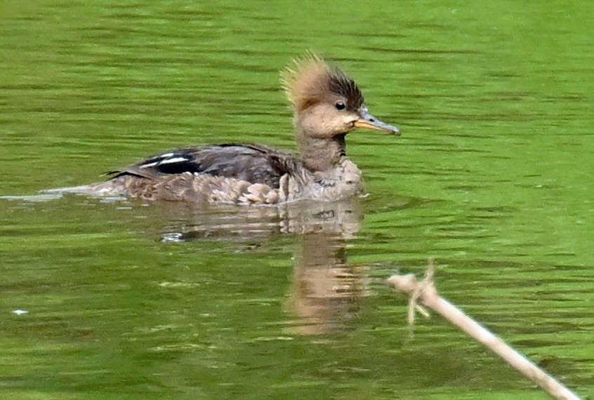 Hooded Merganser - ML620767641