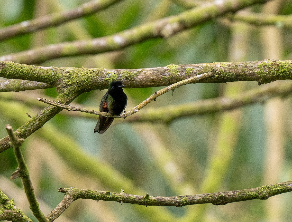Black-bellied Hummingbird - ML620767644