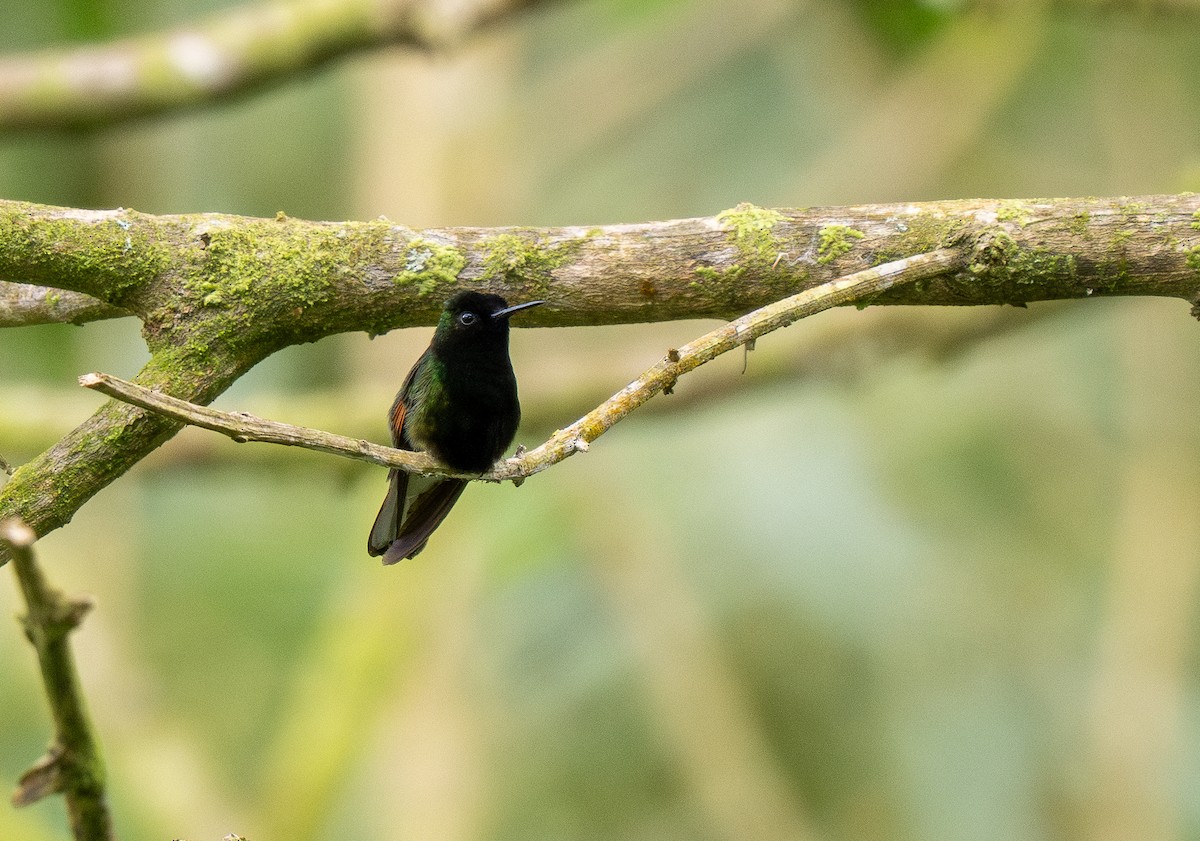 Black-bellied Hummingbird - ML620767645