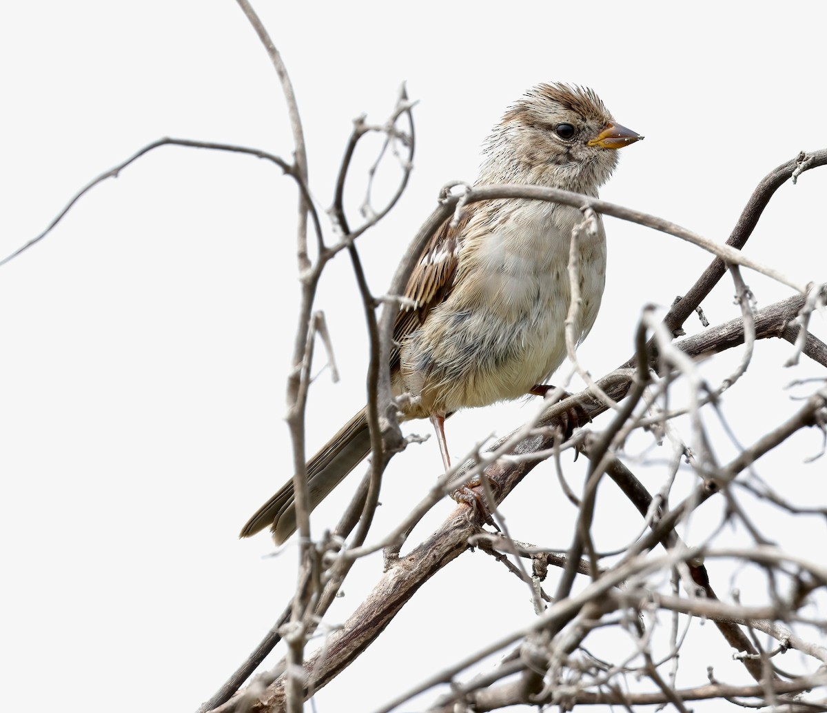 White-crowned Sparrow - ML620767646