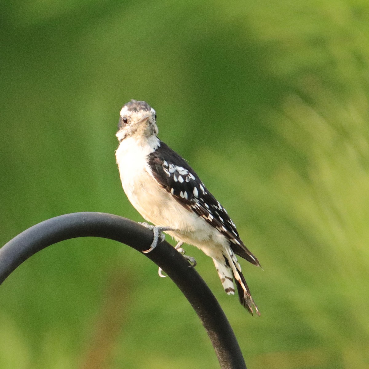 Downy Woodpecker - Mary Erickson