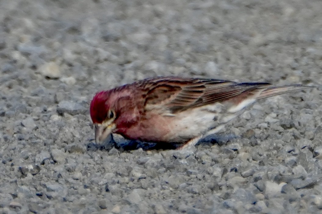 Cassin's Finch - ML620767654