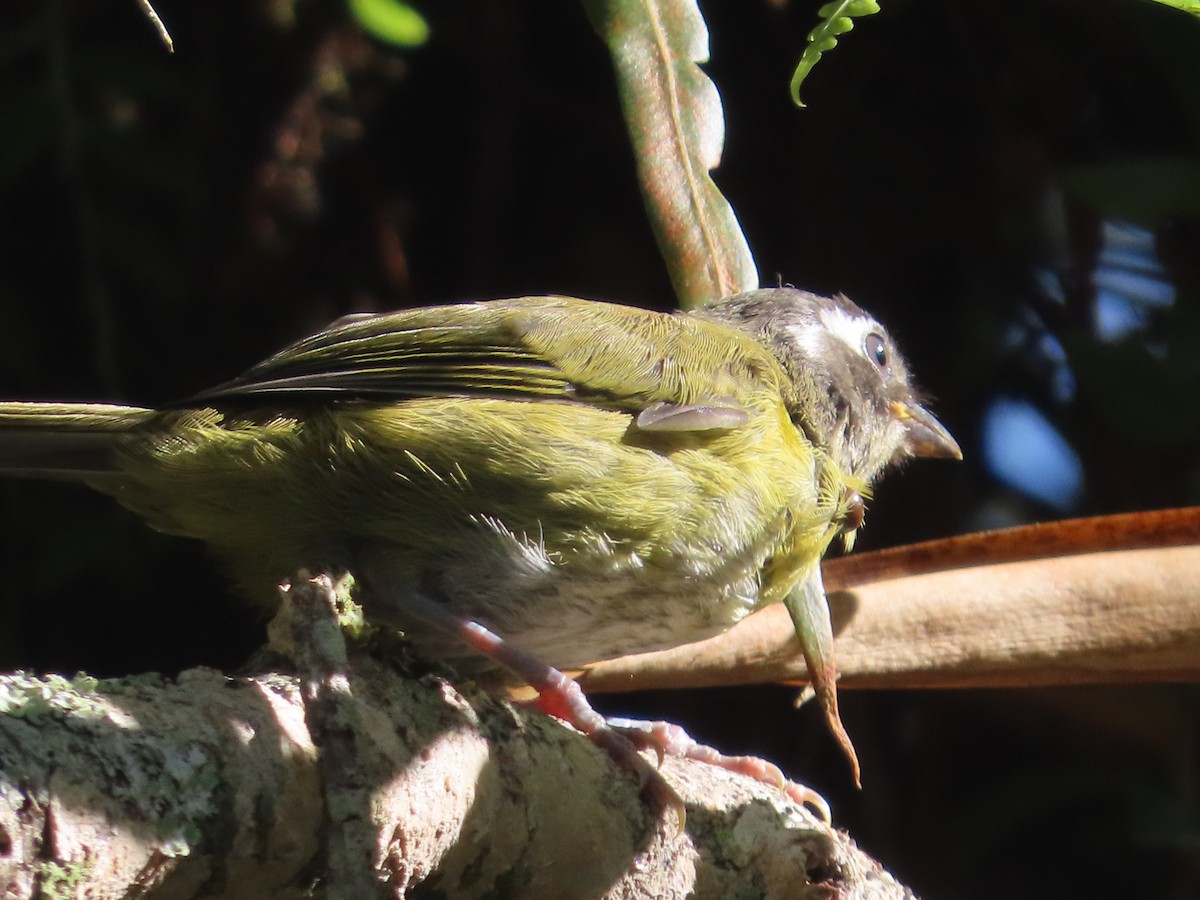 Sooty-capped Chlorospingus - ML620767655