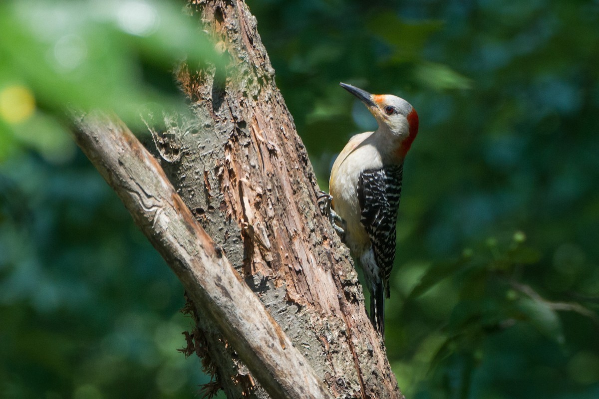 Red-bellied Woodpecker - ML620767656