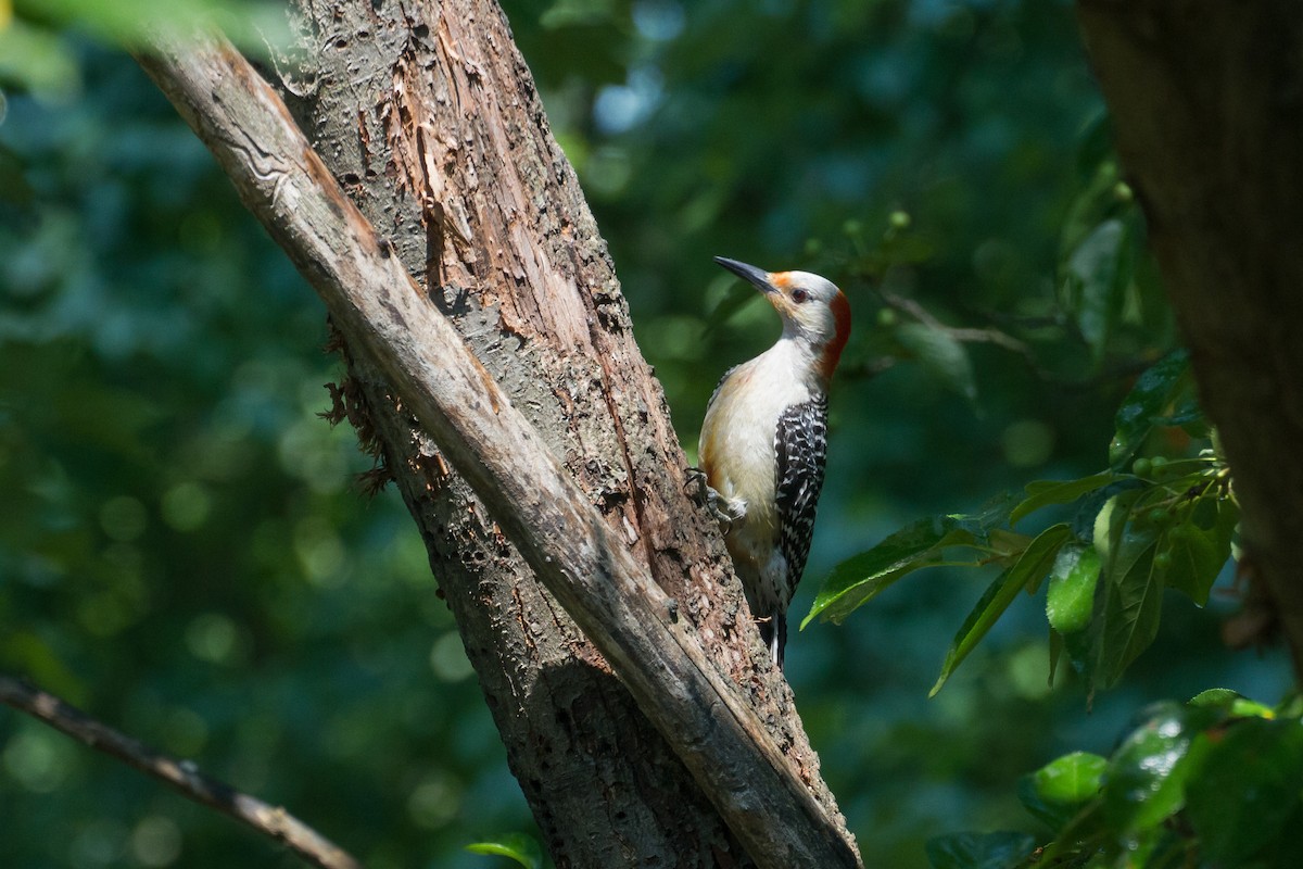 Red-bellied Woodpecker - ML620767657