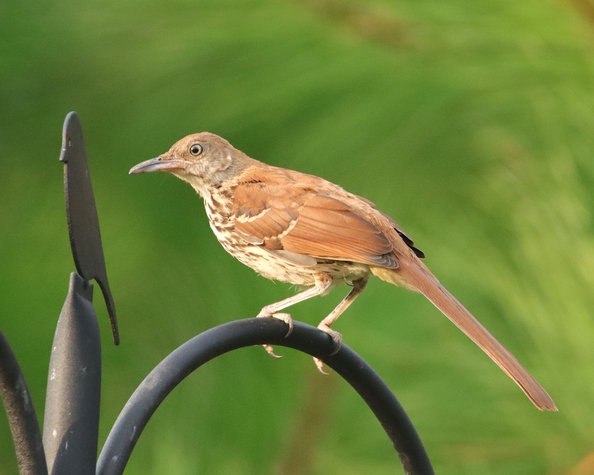 Brown Thrasher - Mary Erickson