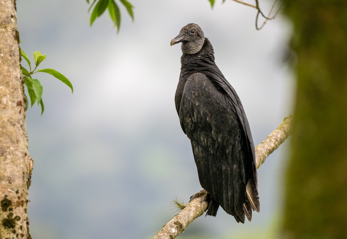 Black Vulture - Forest Botial-Jarvis