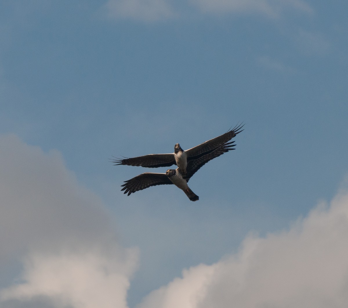 Long-winged Harrier - ML620767662