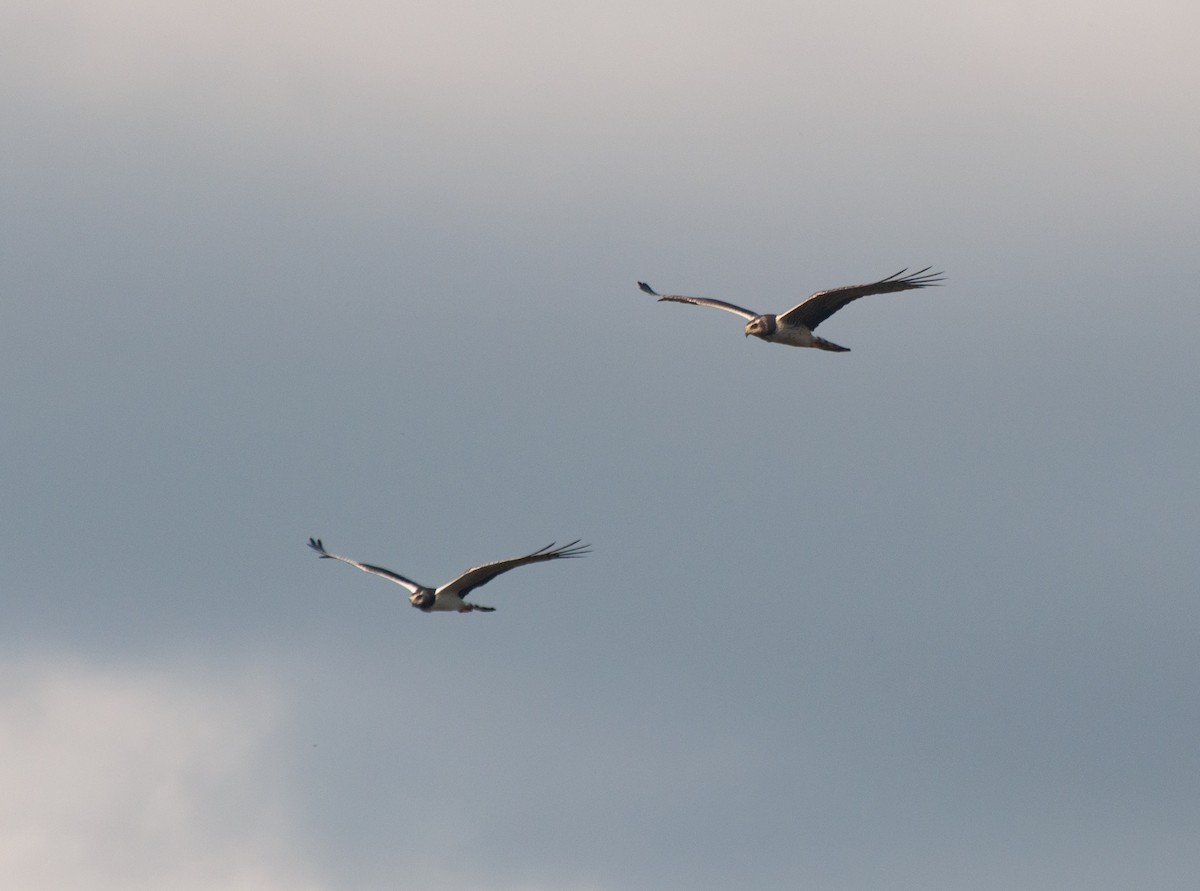 Long-winged Harrier - ML620767663