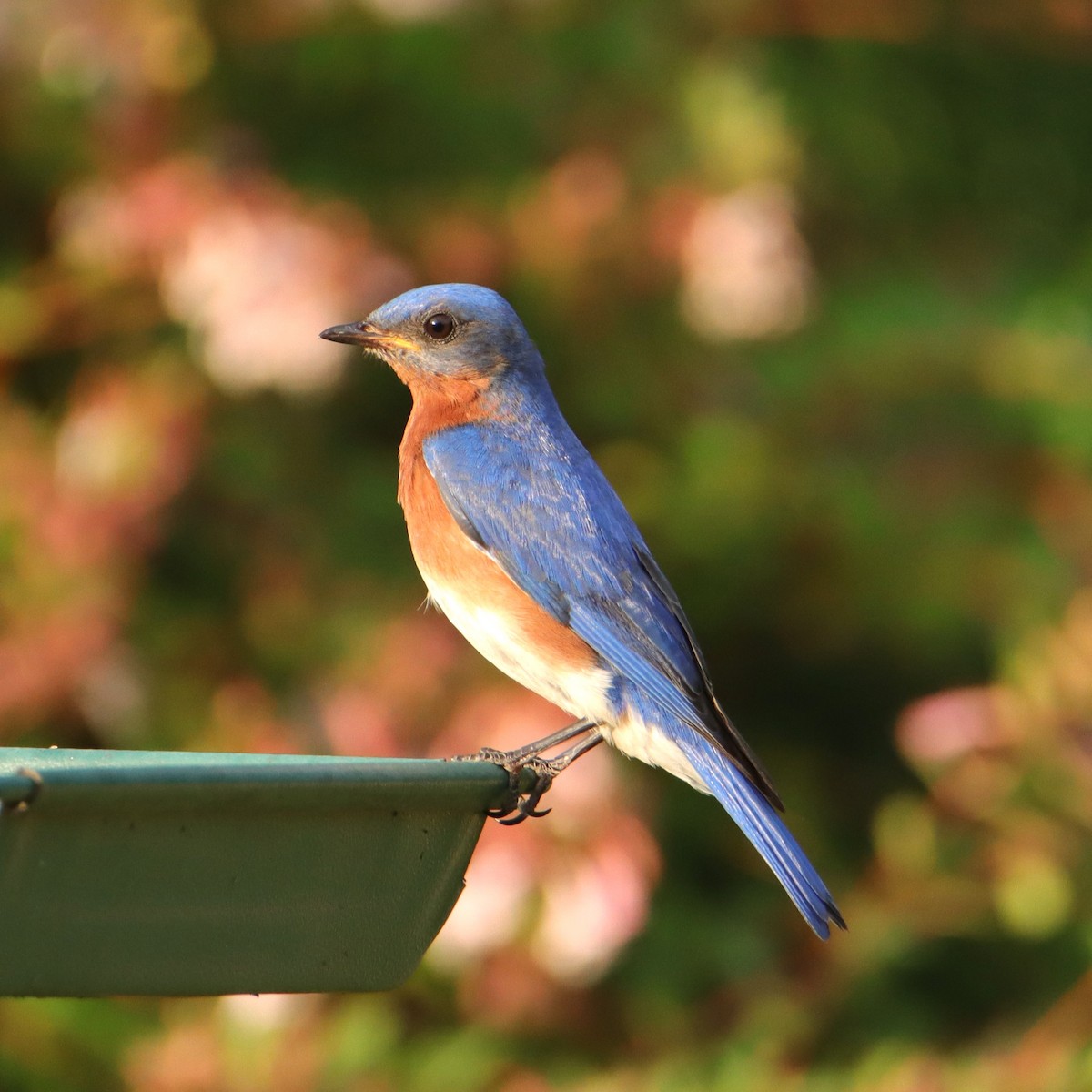 Eastern Bluebird - Mary Erickson