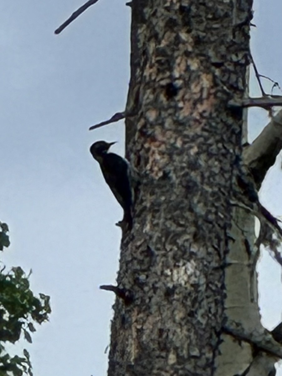 Black-backed Woodpecker - ML620767666