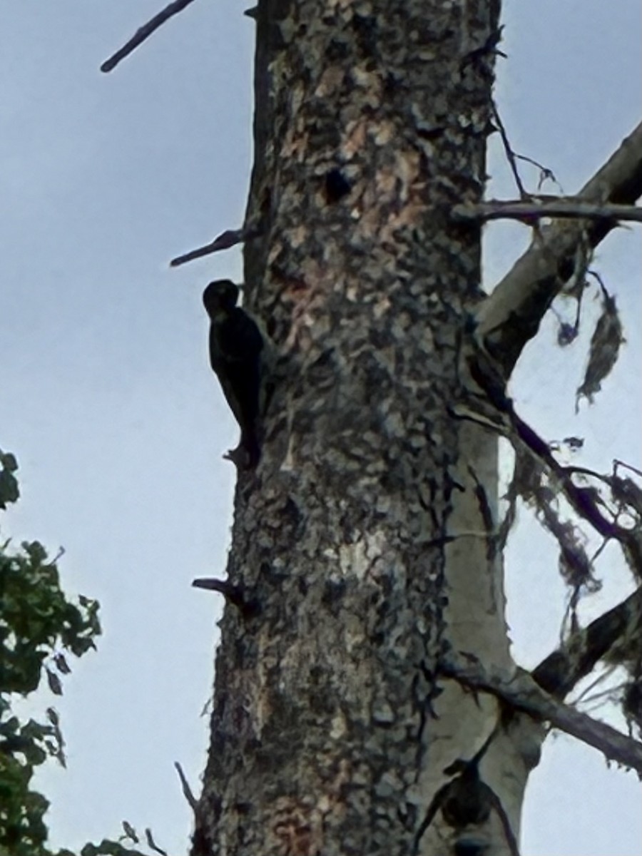 Black-backed Woodpecker - ML620767667