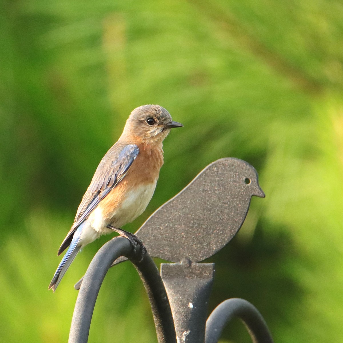 Eastern Bluebird - ML620767668