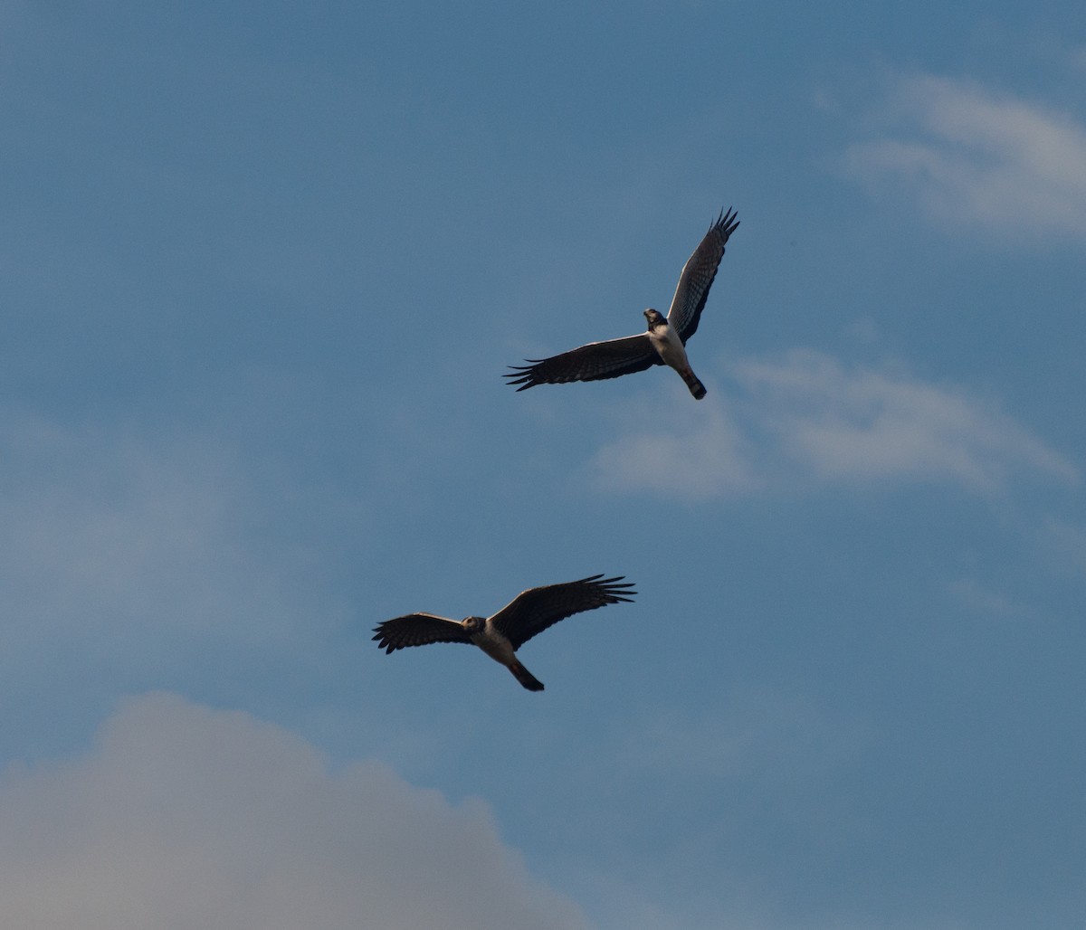 Long-winged Harrier - ML620767671