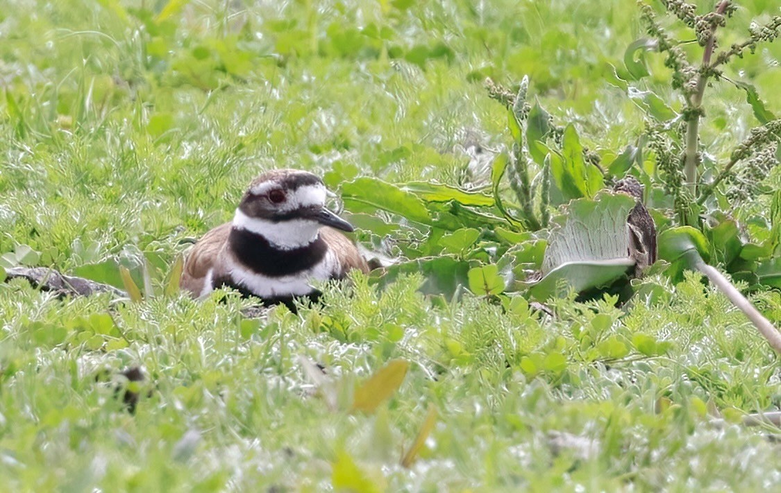 Killdeer - ML620767676