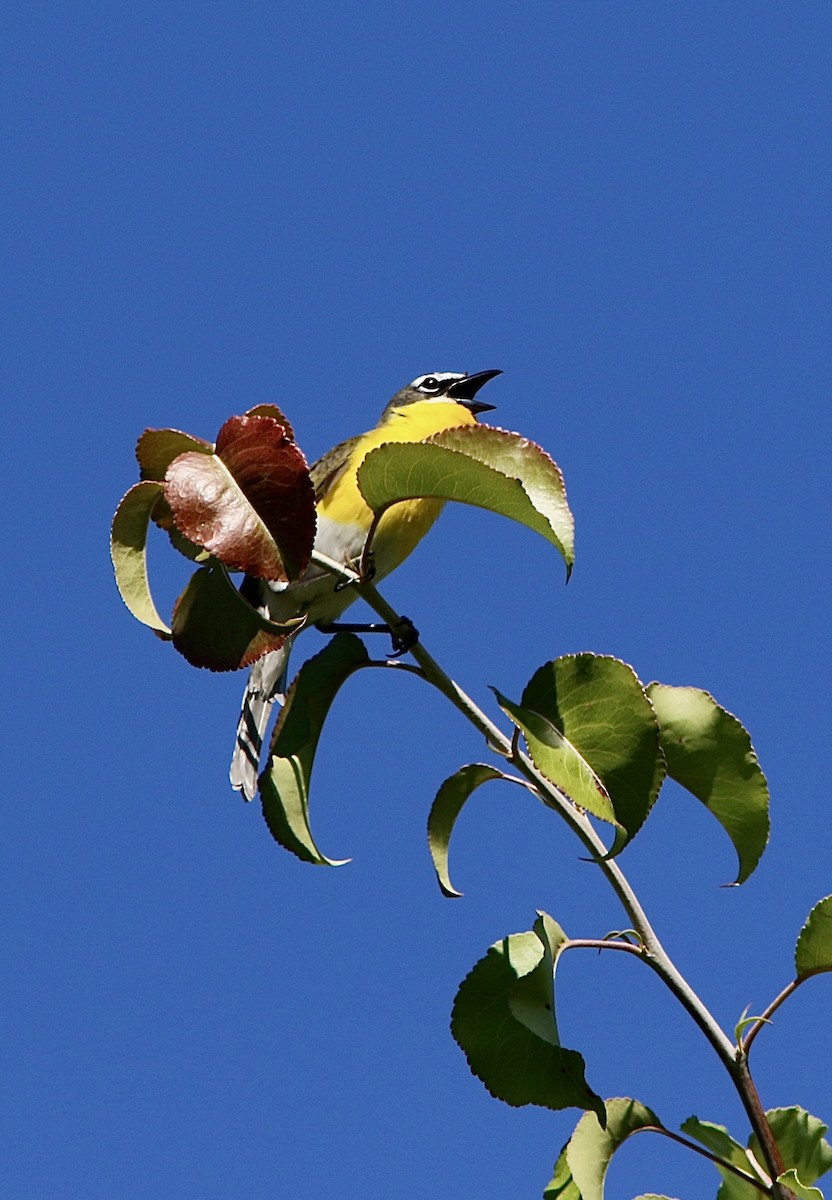 Yellow-breasted Chat - ML620767677