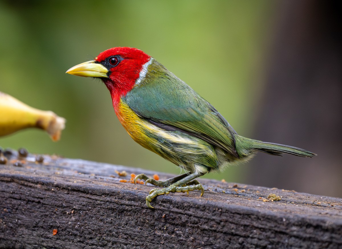 Red-headed Barbet - ML620767679