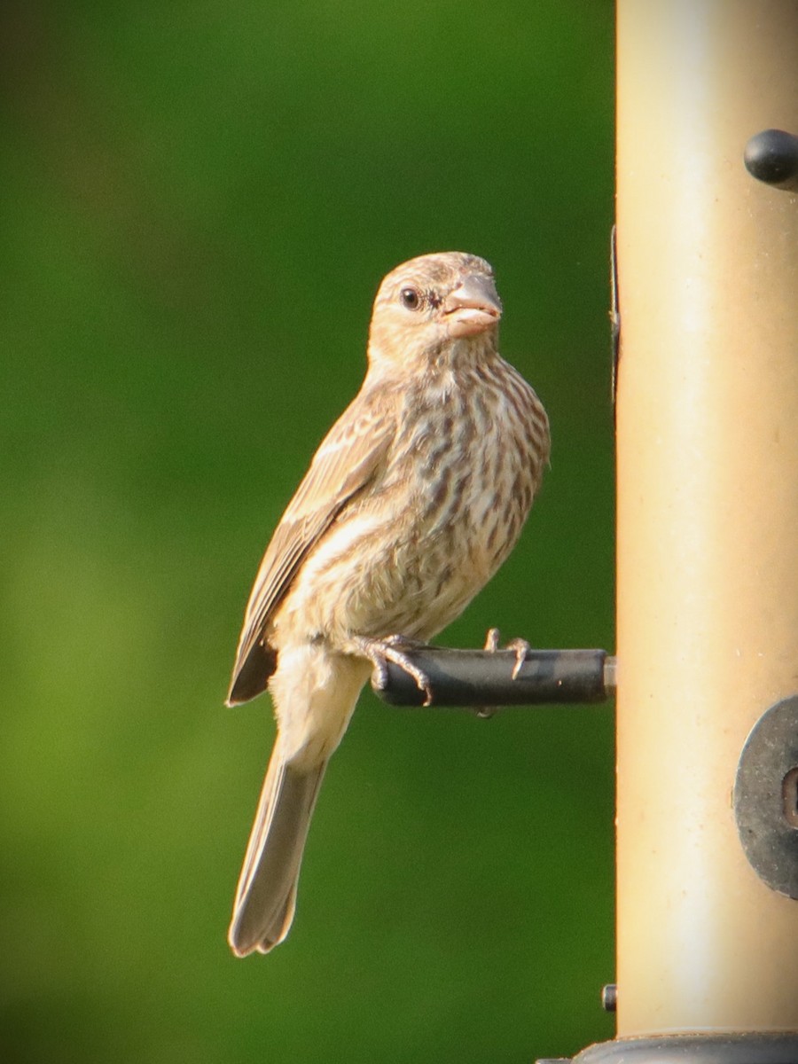 House Finch - ML620767682