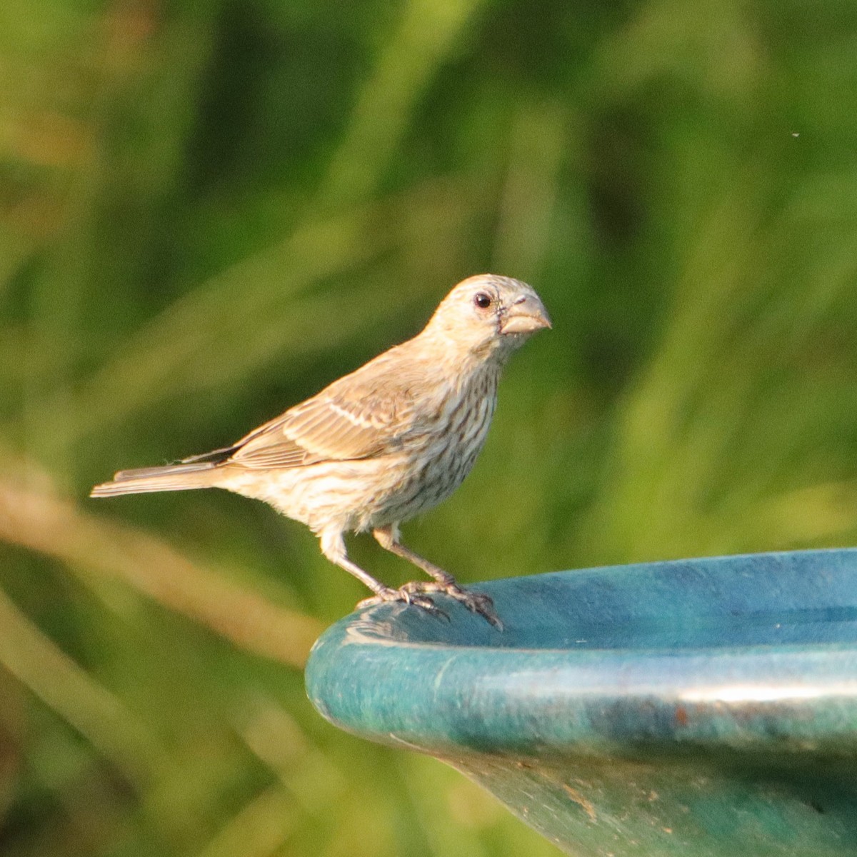 House Finch - ML620767683