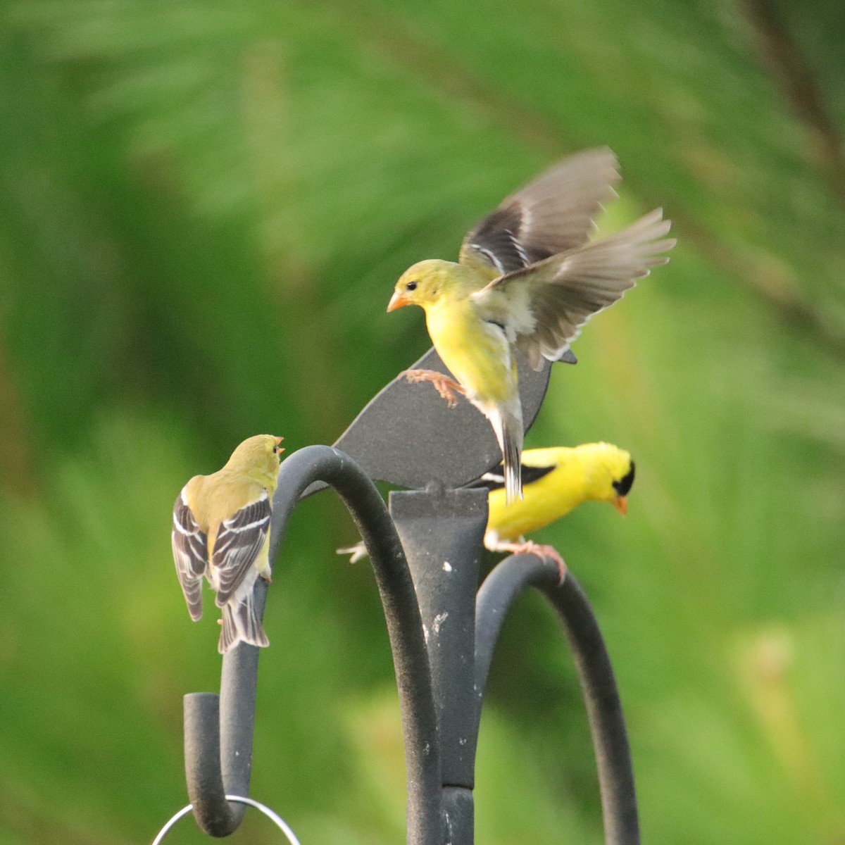 American Goldfinch - ML620767686