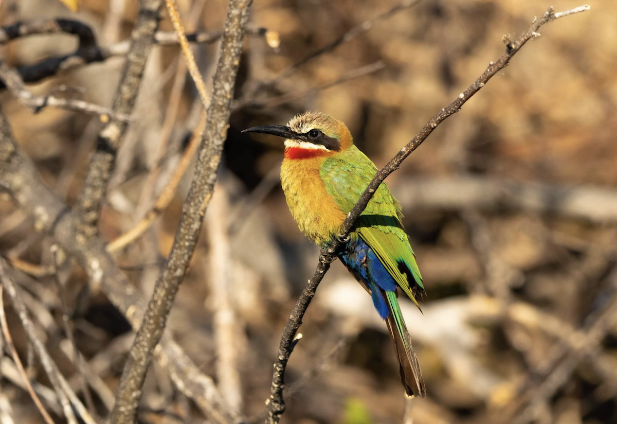 White-fronted Bee-eater - ML620767695