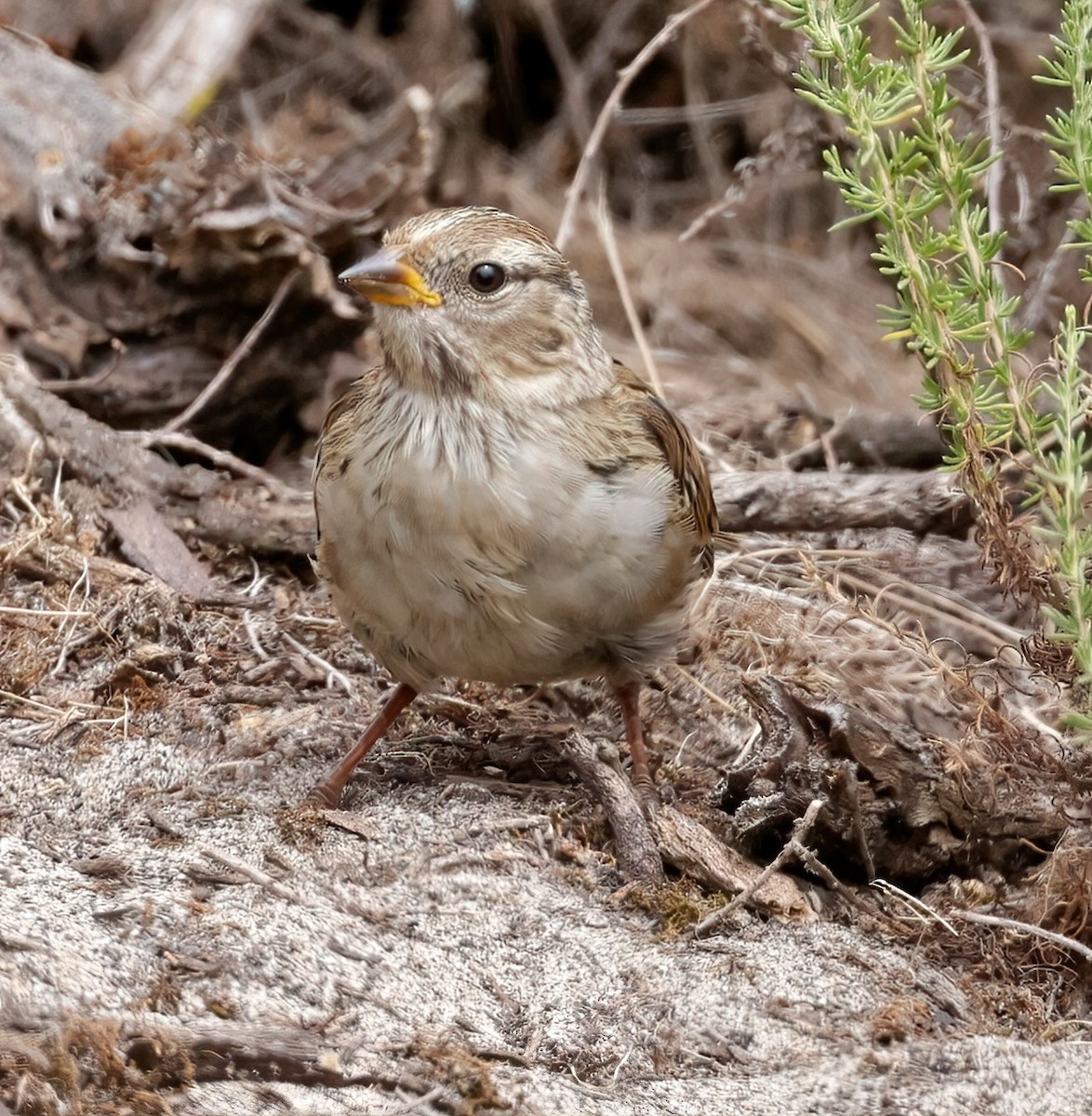 White-crowned Sparrow - ML620767707