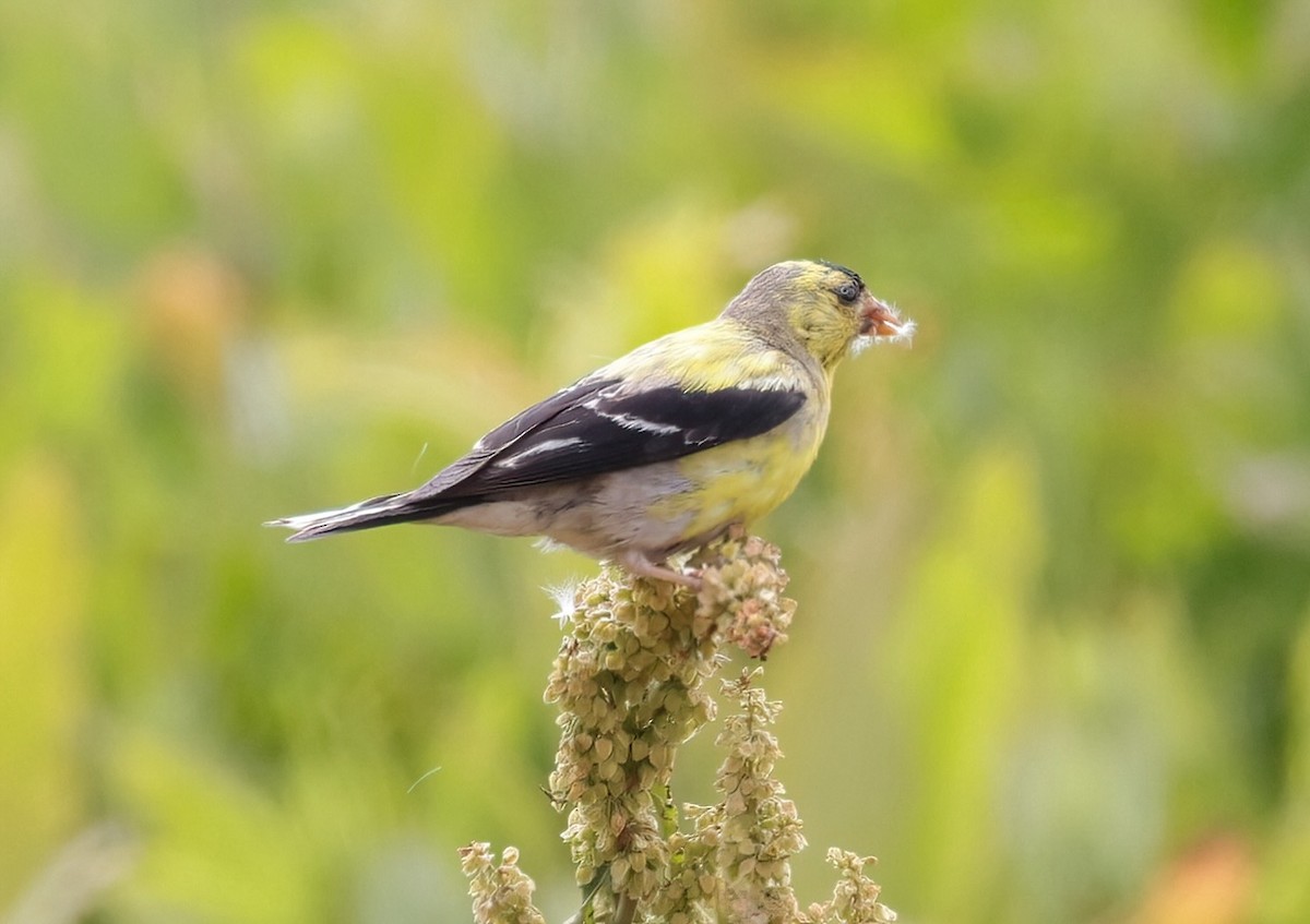 Chardonneret jaune - ML620767721