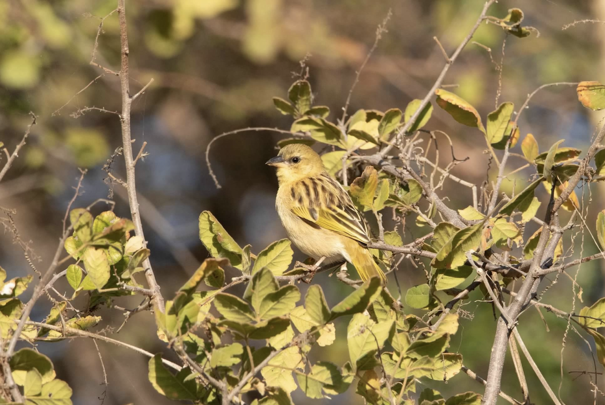 Southern Brown-throated Weaver - ML620767722