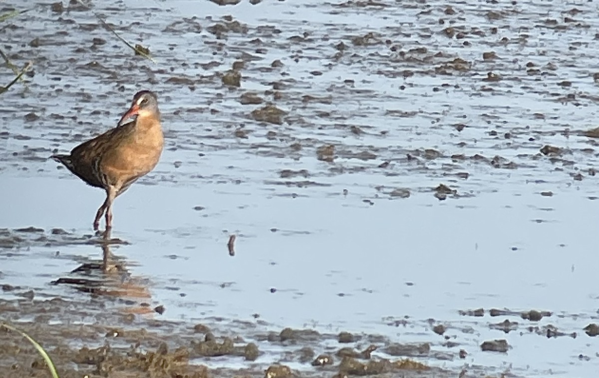 Virginia Rail - Molly Herrmann