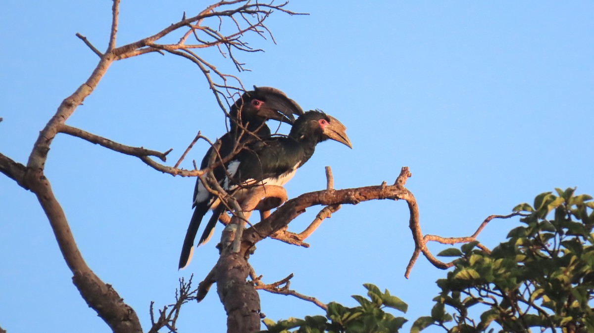 Trumpeter Hornbill - Ann Kovich