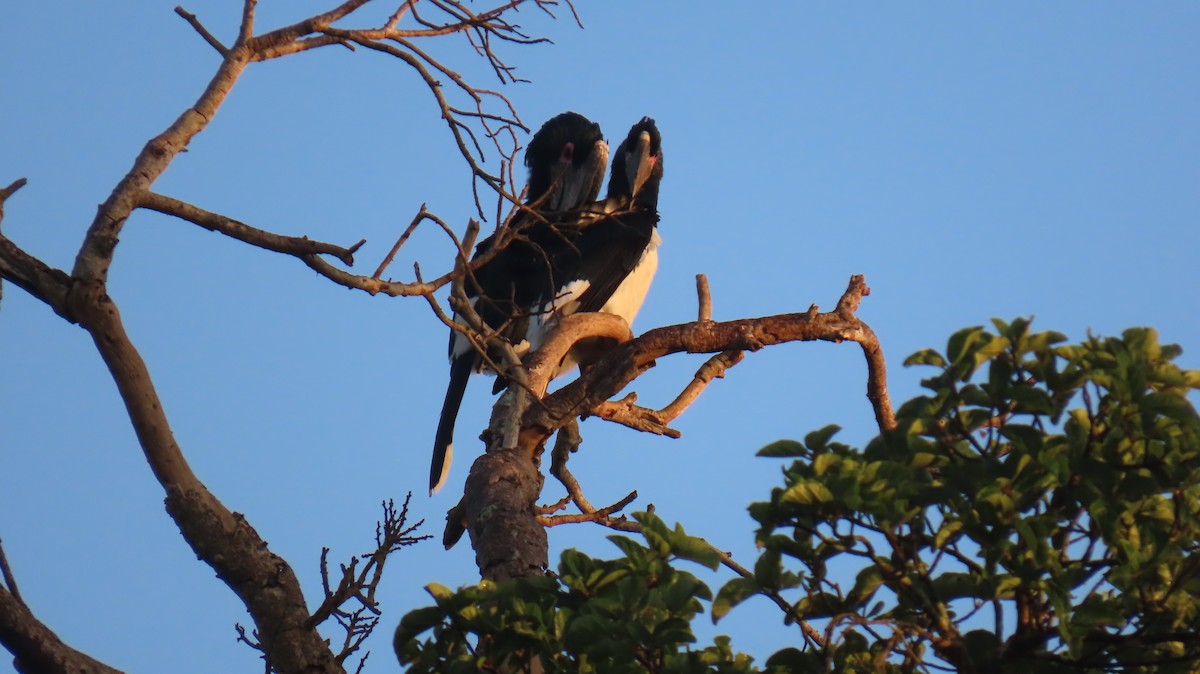 Trumpeter Hornbill - ML620767769