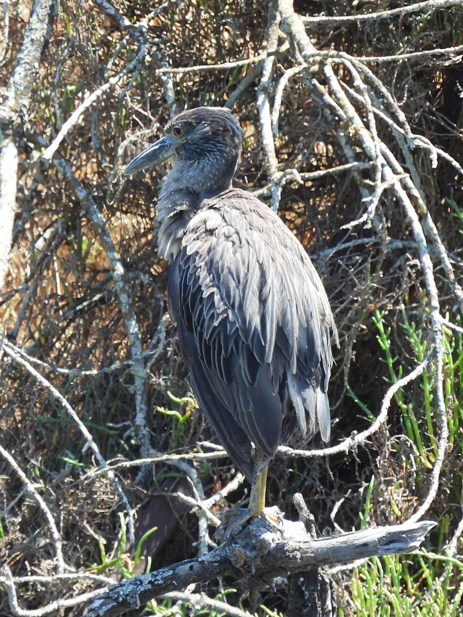 Yellow-crowned Night Heron - Daniel Farrar