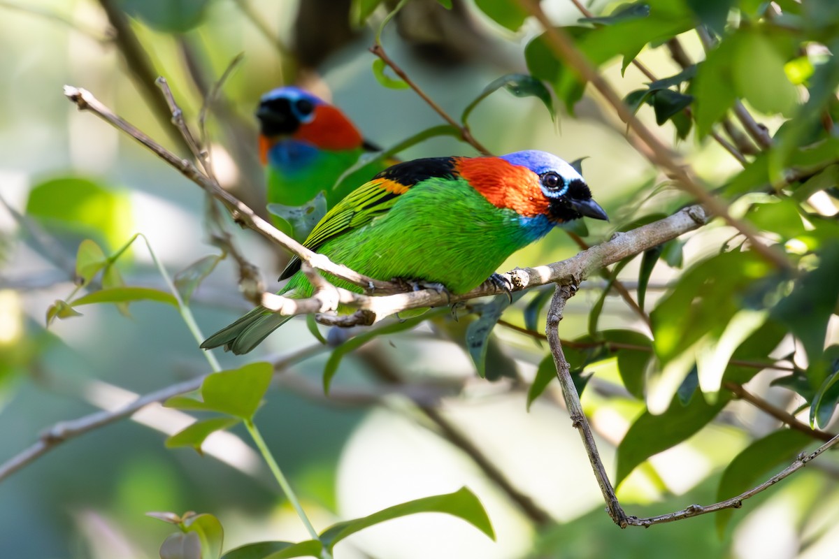 Red-necked Tanager - ML620767773