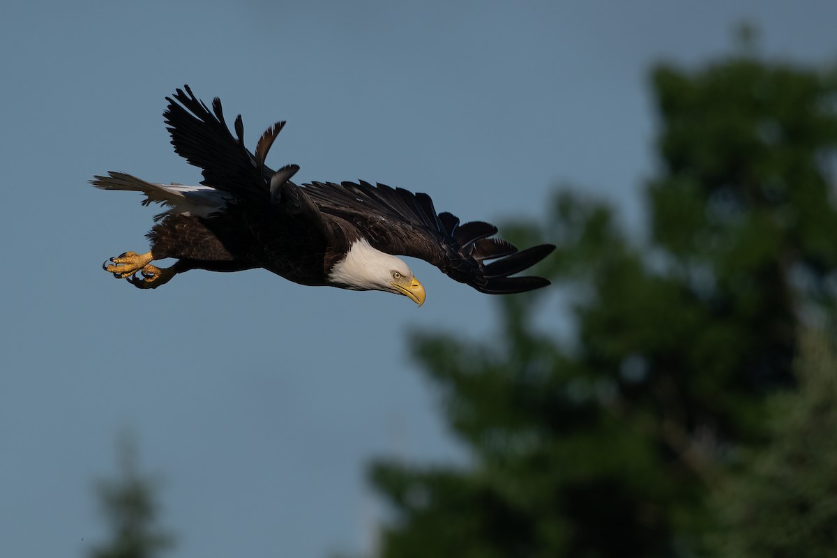 Bald Eagle - ML620767777