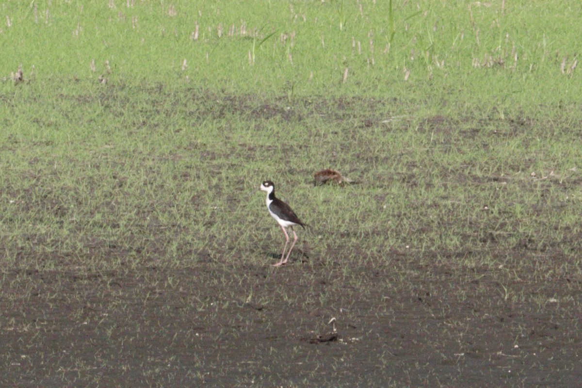 Cigüeñuela Cuellinegra - ML620767783