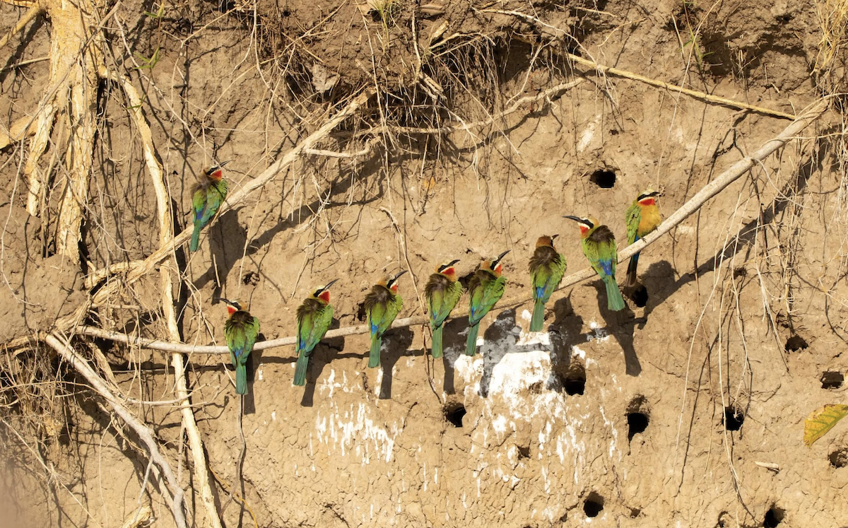 White-fronted Bee-eater - ML620767784