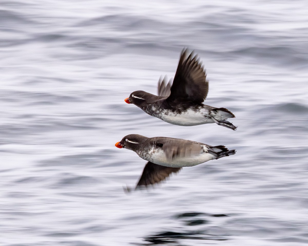 Parakeet Auklet - ML620767790