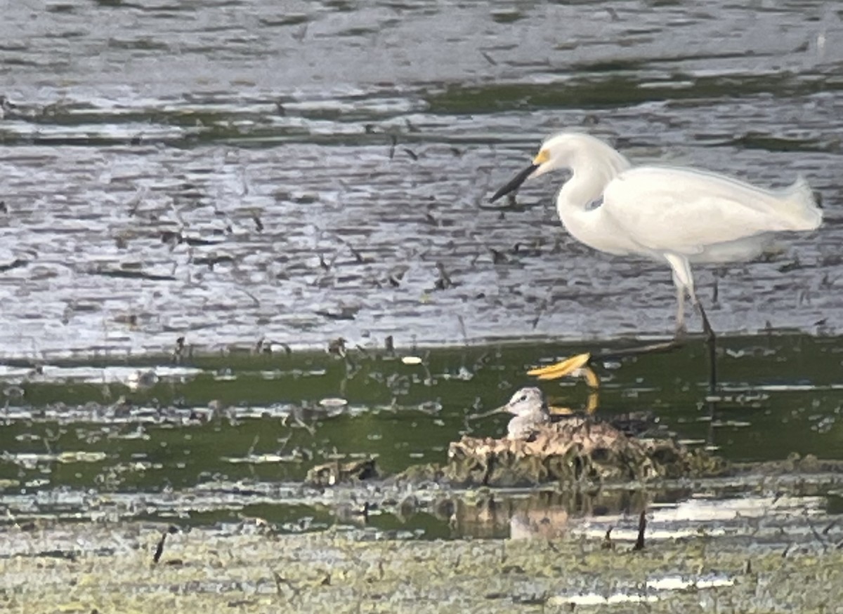 Greater Yellowlegs - ML620767817