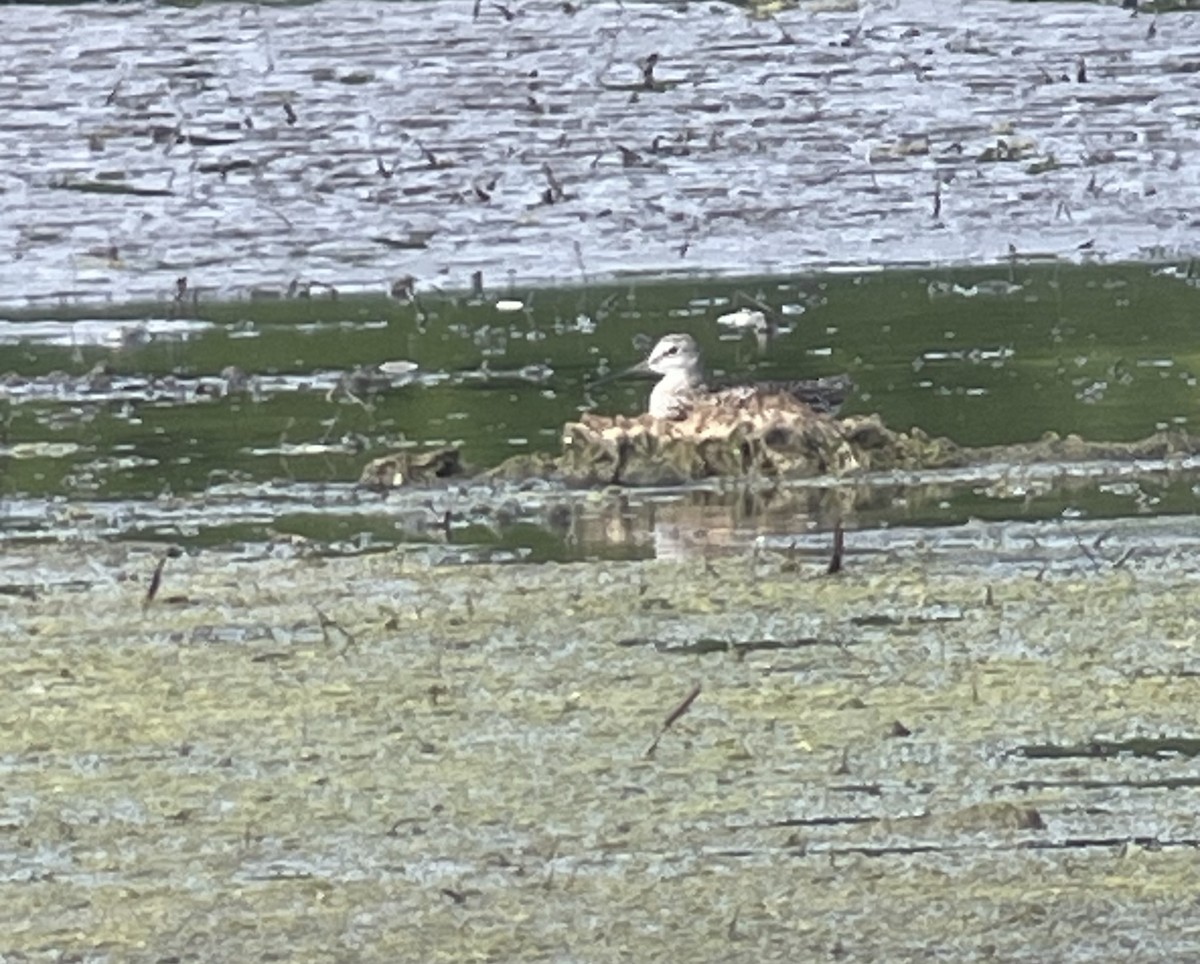 Greater Yellowlegs - ML620767818