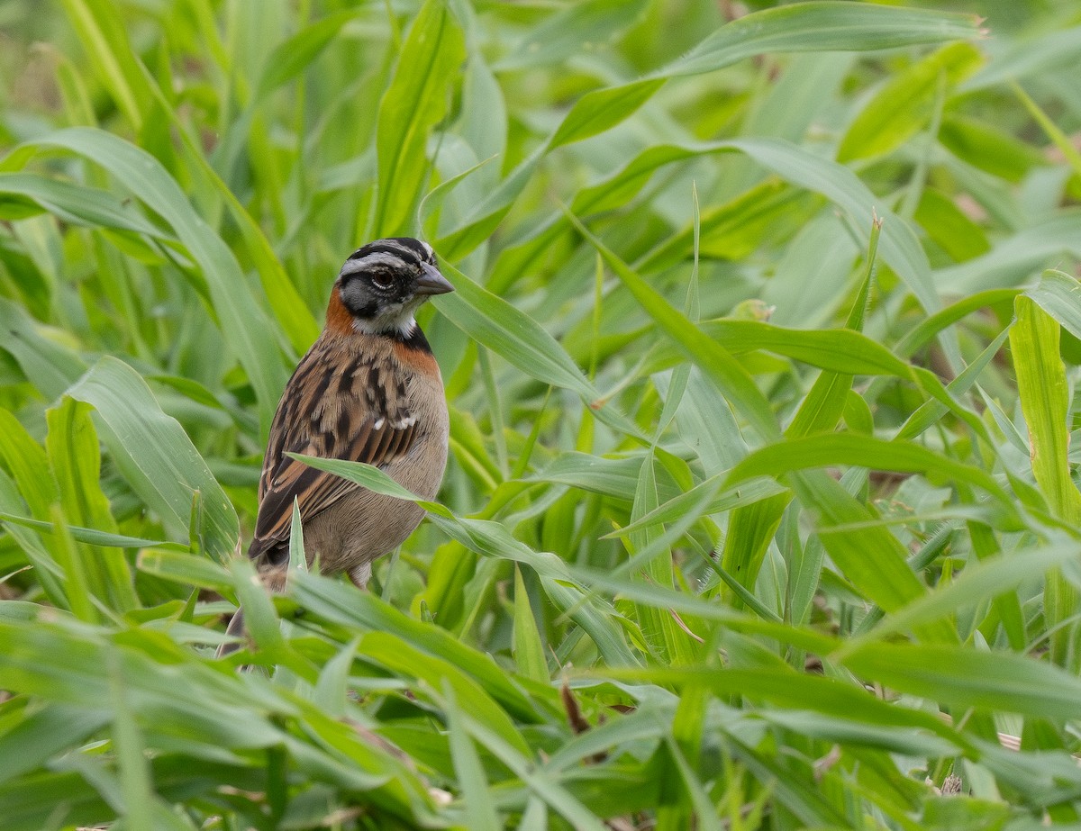 Rufous-collared Sparrow - ML620767835