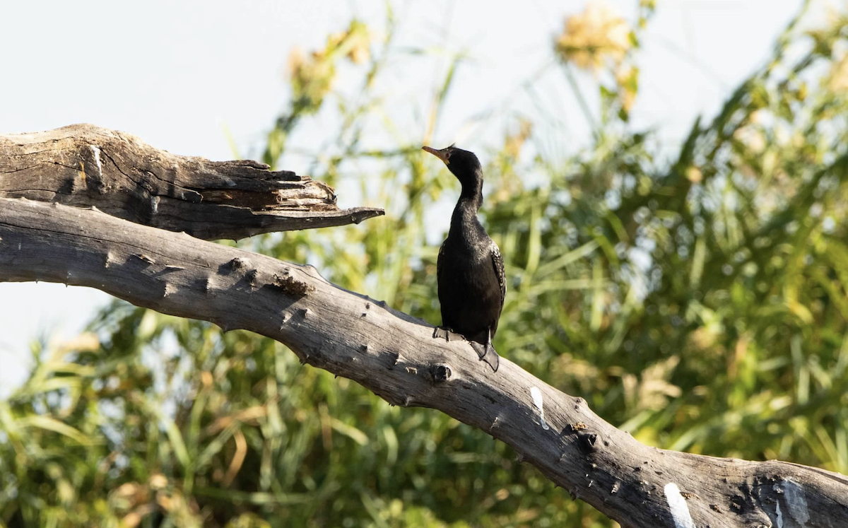 Long-tailed Cormorant - ML620767843