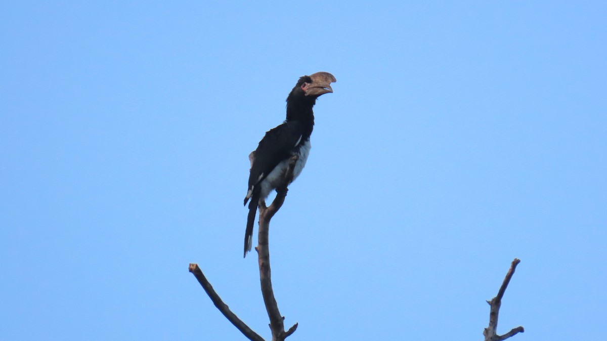 Trumpeter Hornbill - ML620767852