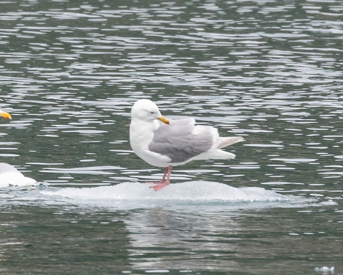 Goéland à ailes grises - ML620767866