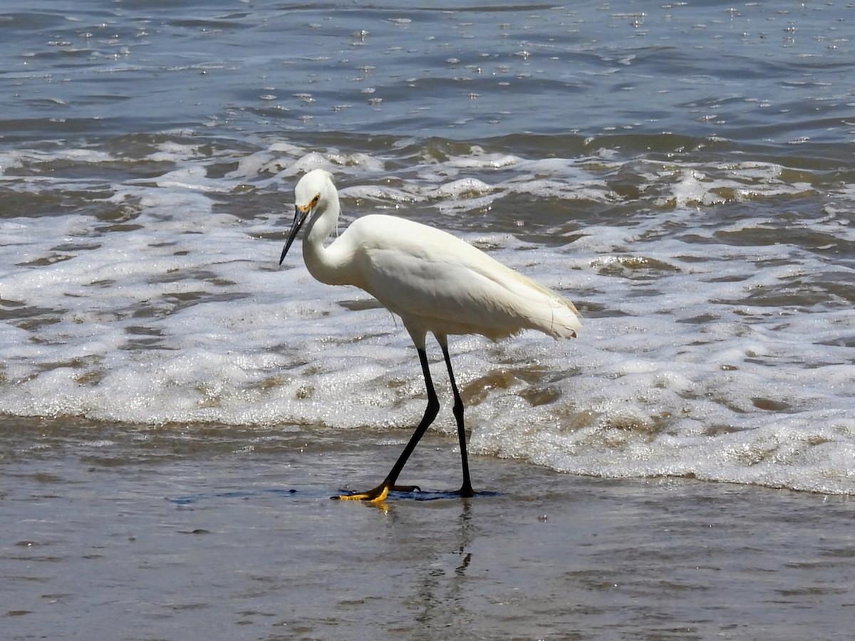 Snowy Egret - ML620767867