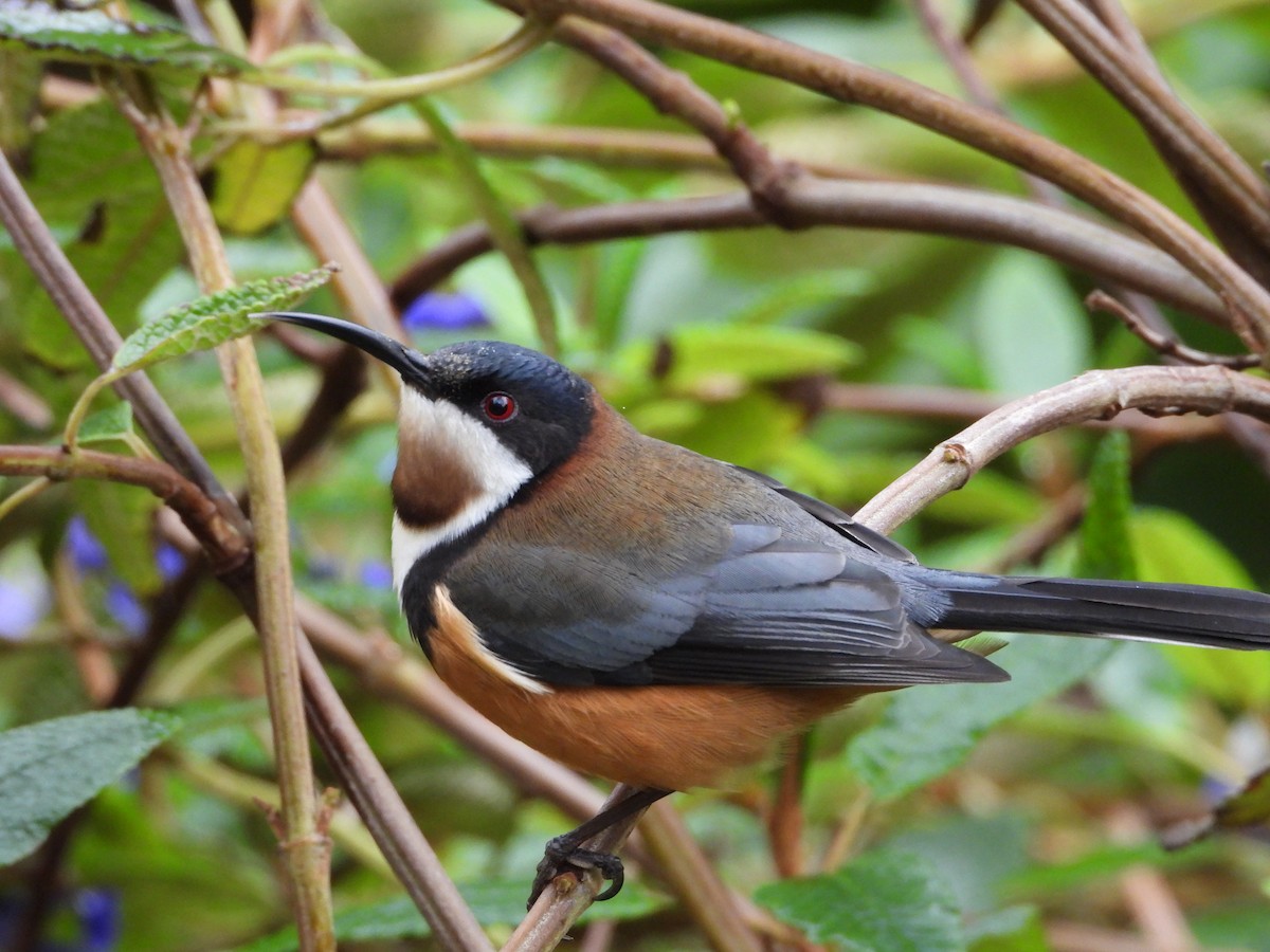 Eastern Spinebill - ML620767869