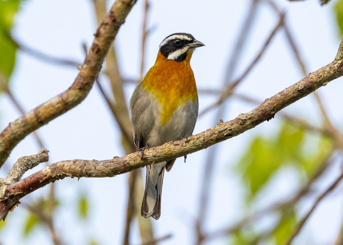 Western Spindalis (Cuban) - Silvia Faustino Linhares