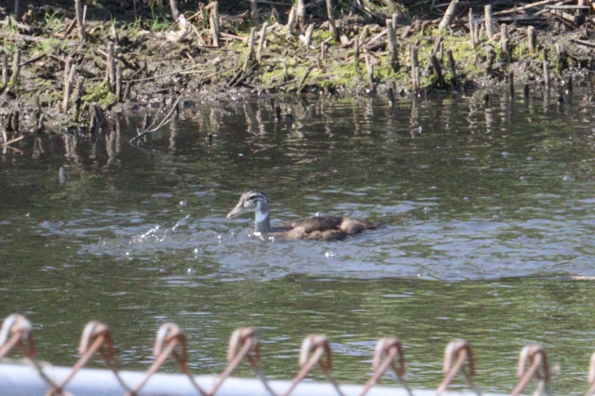 Wood Duck - ML620767890