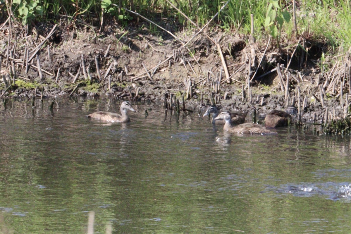 Wood Duck - ML620767891